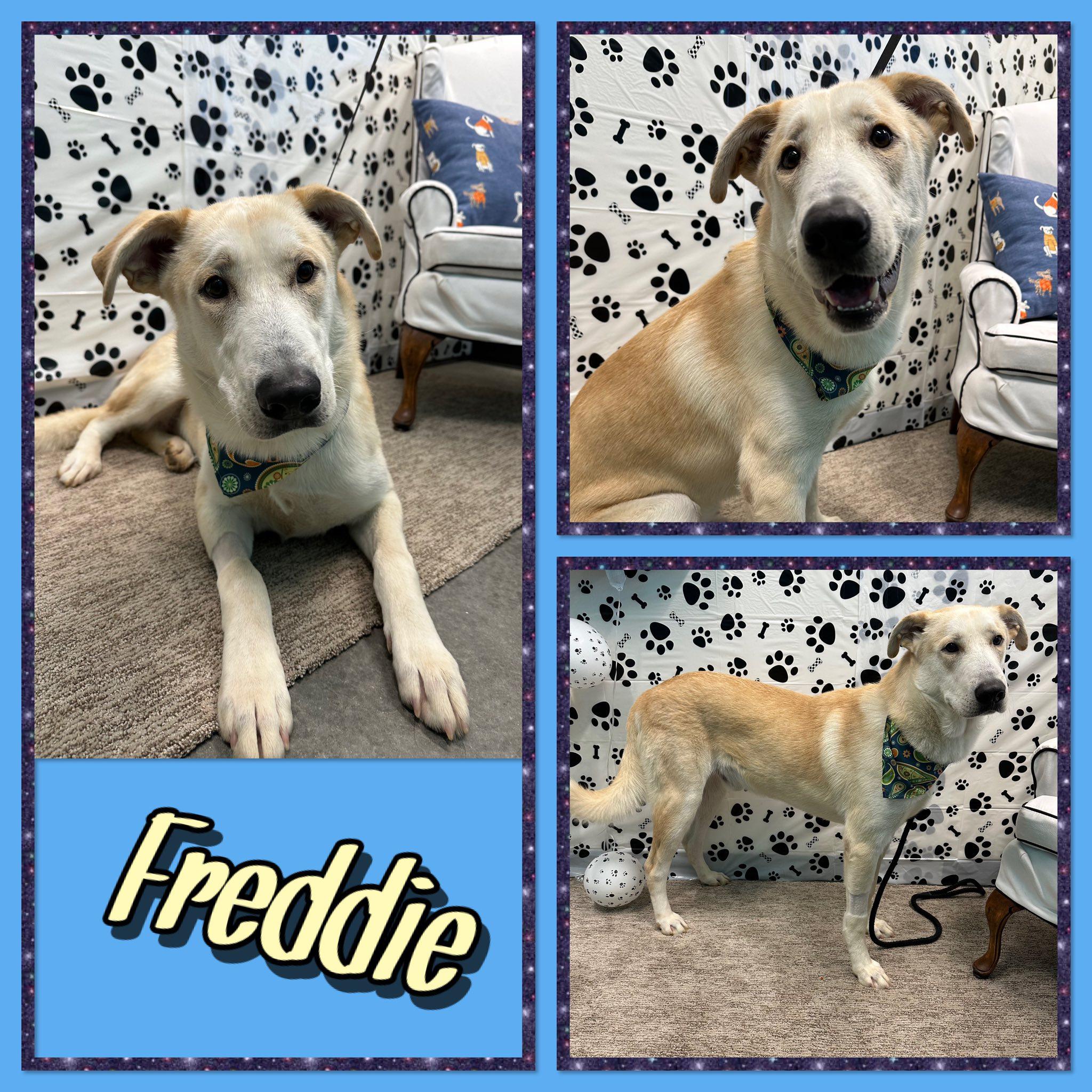 Freddie, Adoptable, Young Male Retriever & Great Pyrenees.