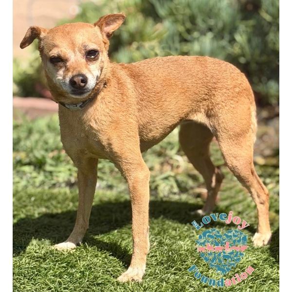 Roo CORB, Adopted, Senior Female Chihuahua.