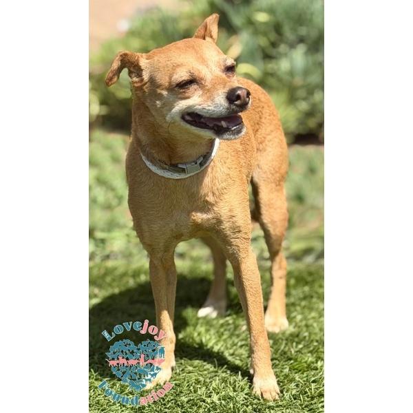 Enlarge Roo CORB, a Adopted mixed breed in Inglewood, CA image 2/2