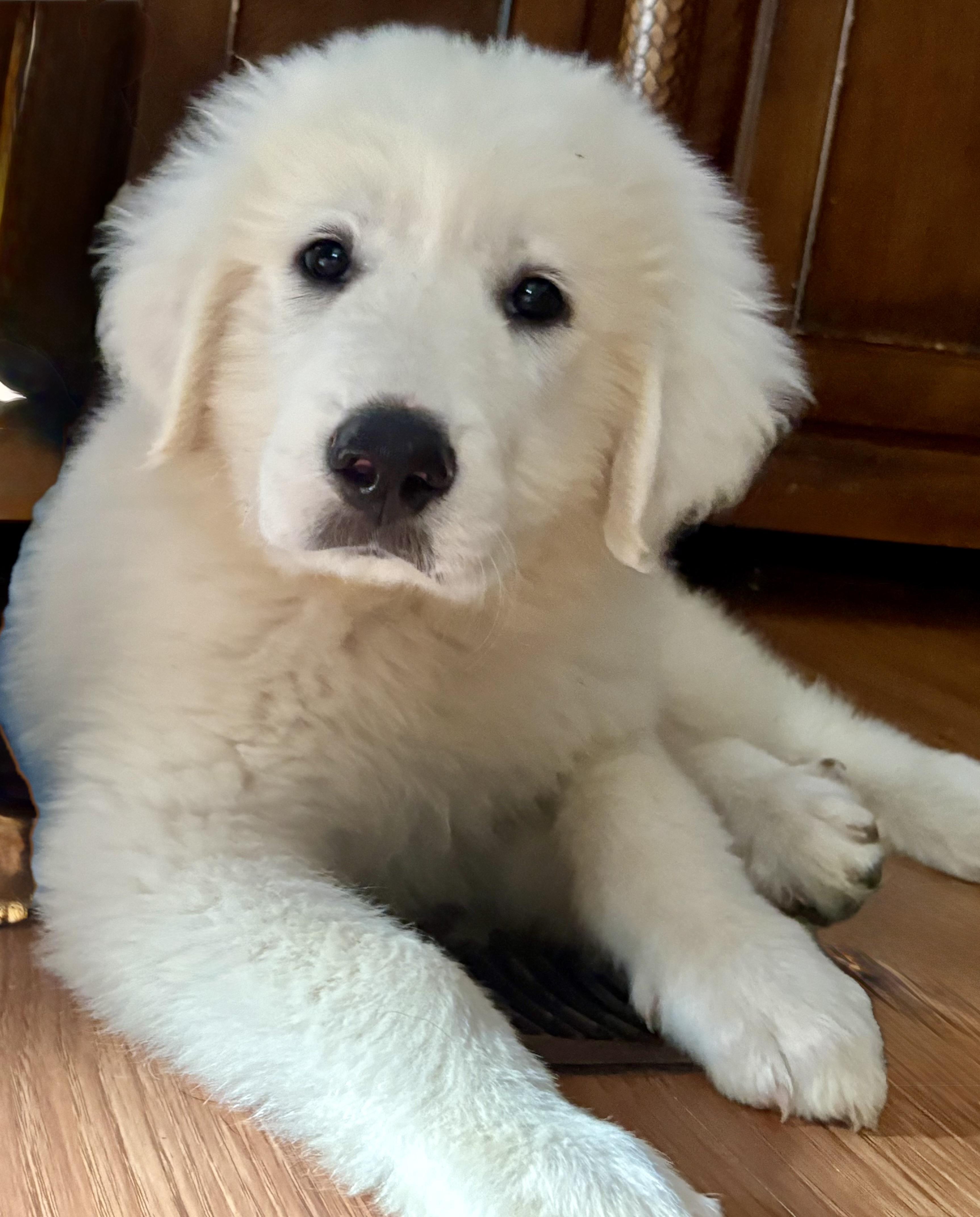 Dog for adoption - Casper, a Great Pyrenees in Knoxville, TN | Petfinder