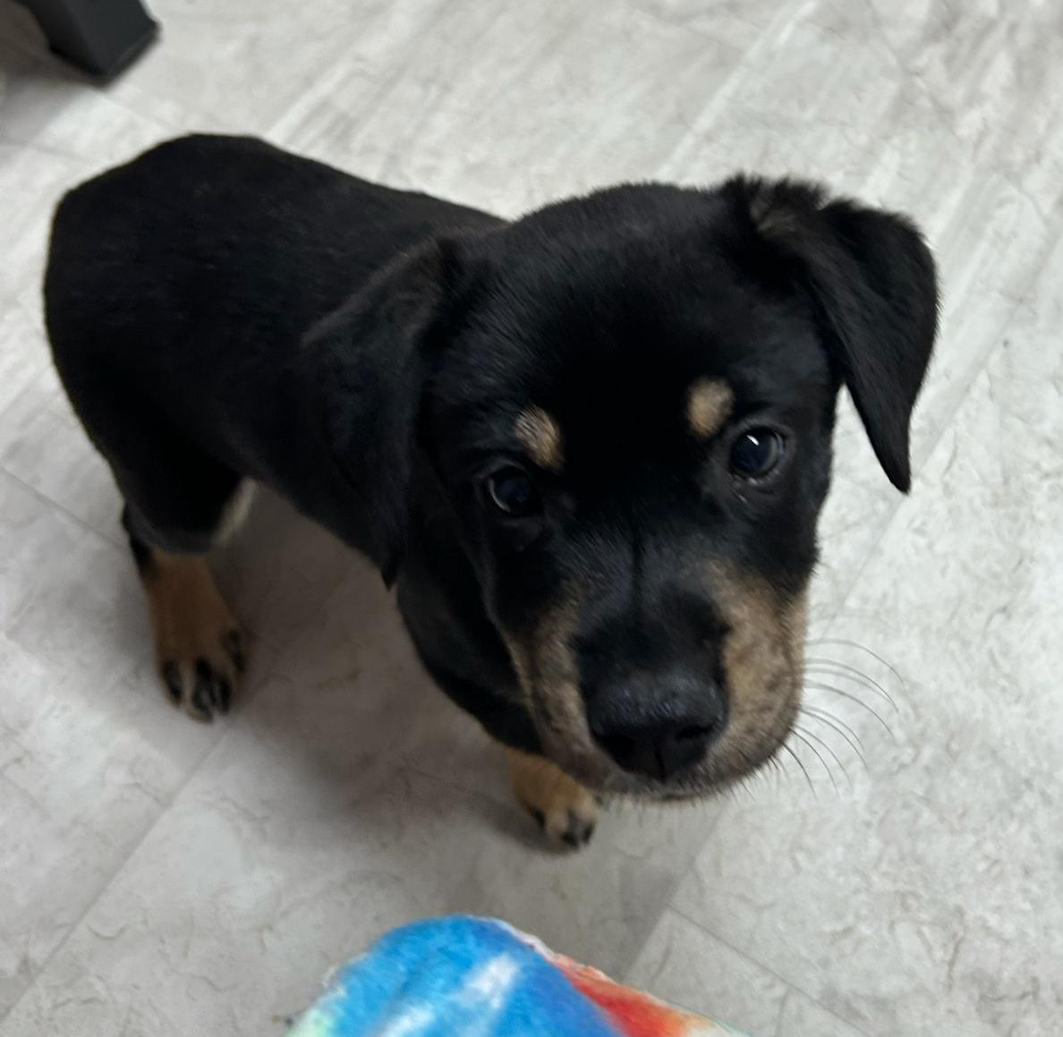 Jeanette, Adoptable, Puppy Female Mixed Breed.