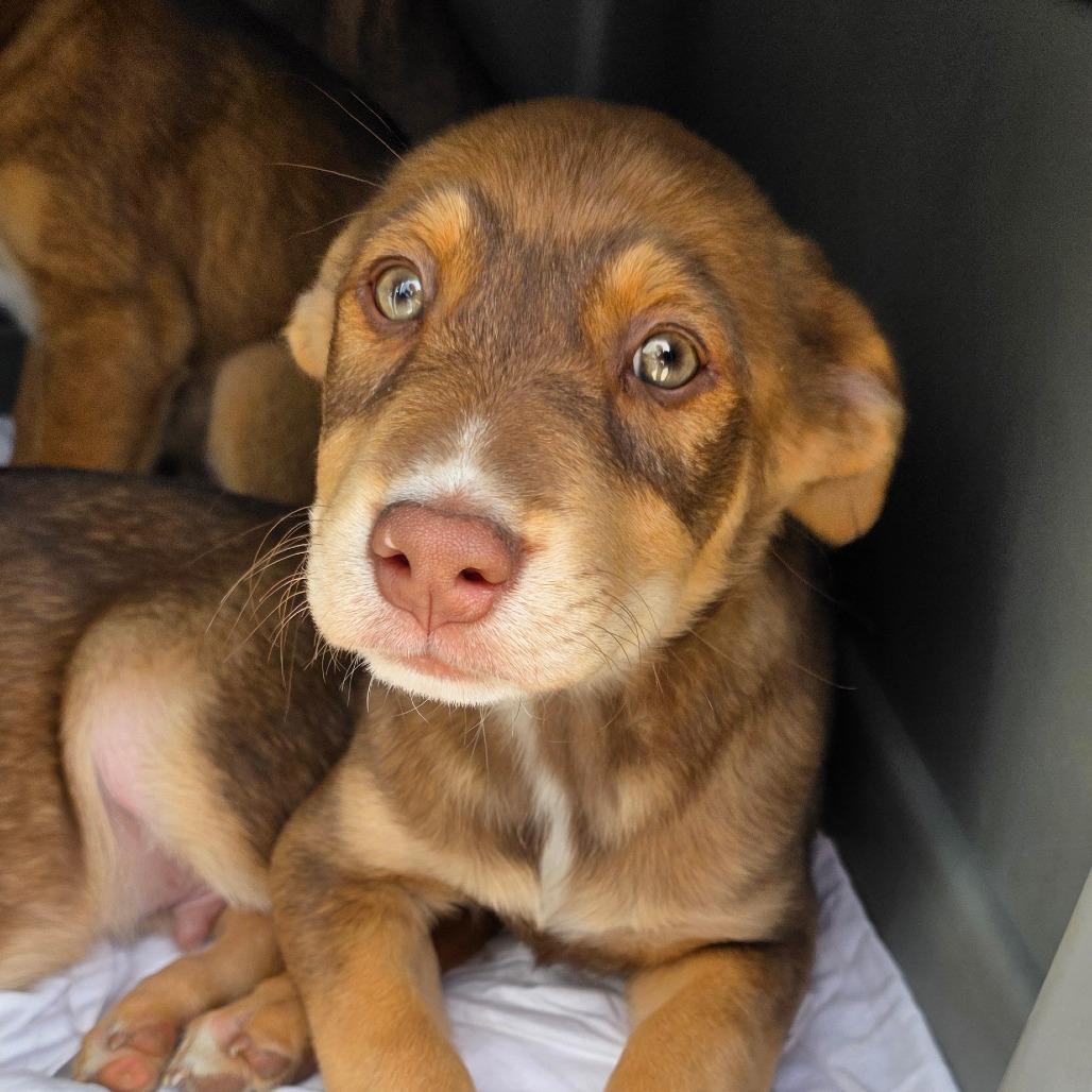Gunner, Adoptable, Young Male Labrador Retriever.
