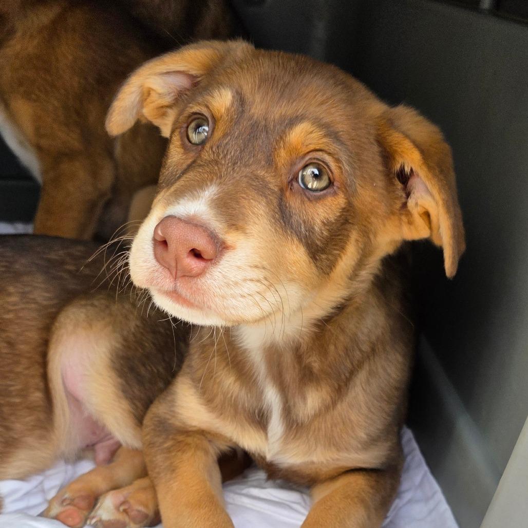 Enlarge Gunner, a Adoptable Labrador Retriever in Goltry, OK image 2/2