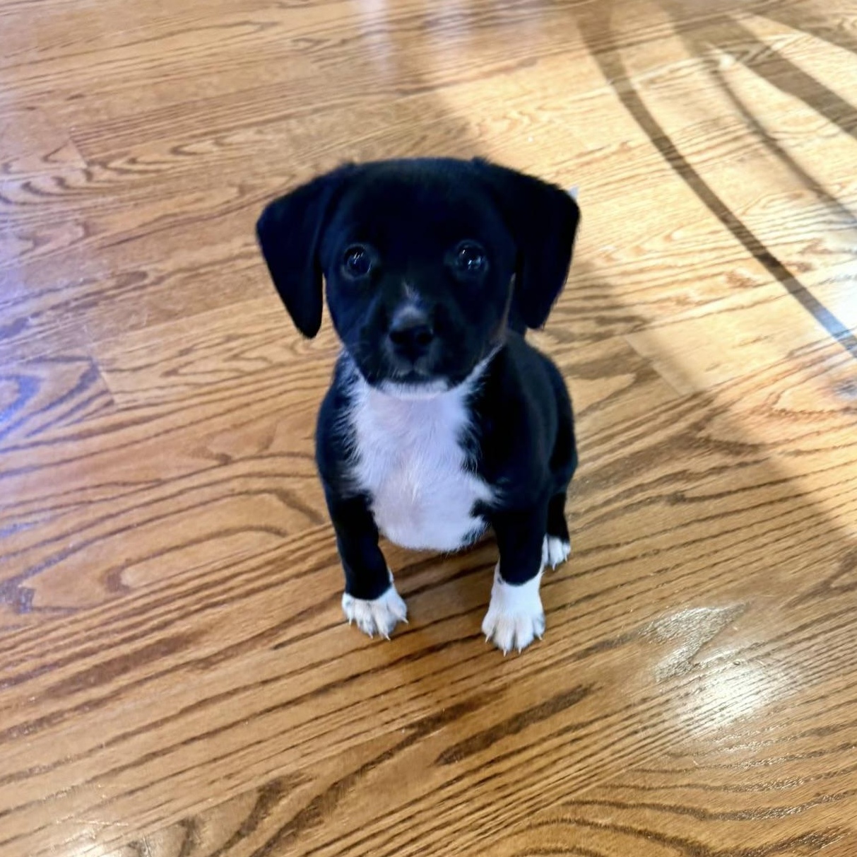 Reba, ADOPTABLE, Puppy Female Dachshund.