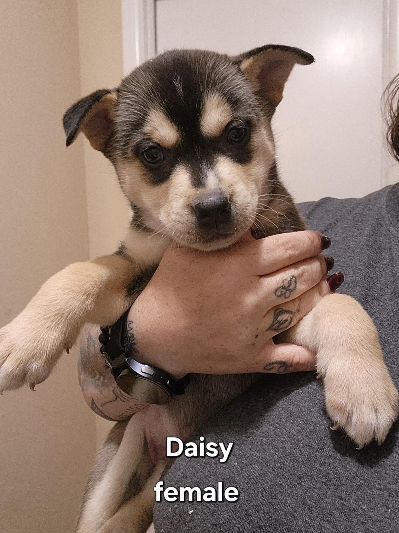 Enlarge Daisy, a ADOPTABLE mixed breed in Watertown, CT image 3/3