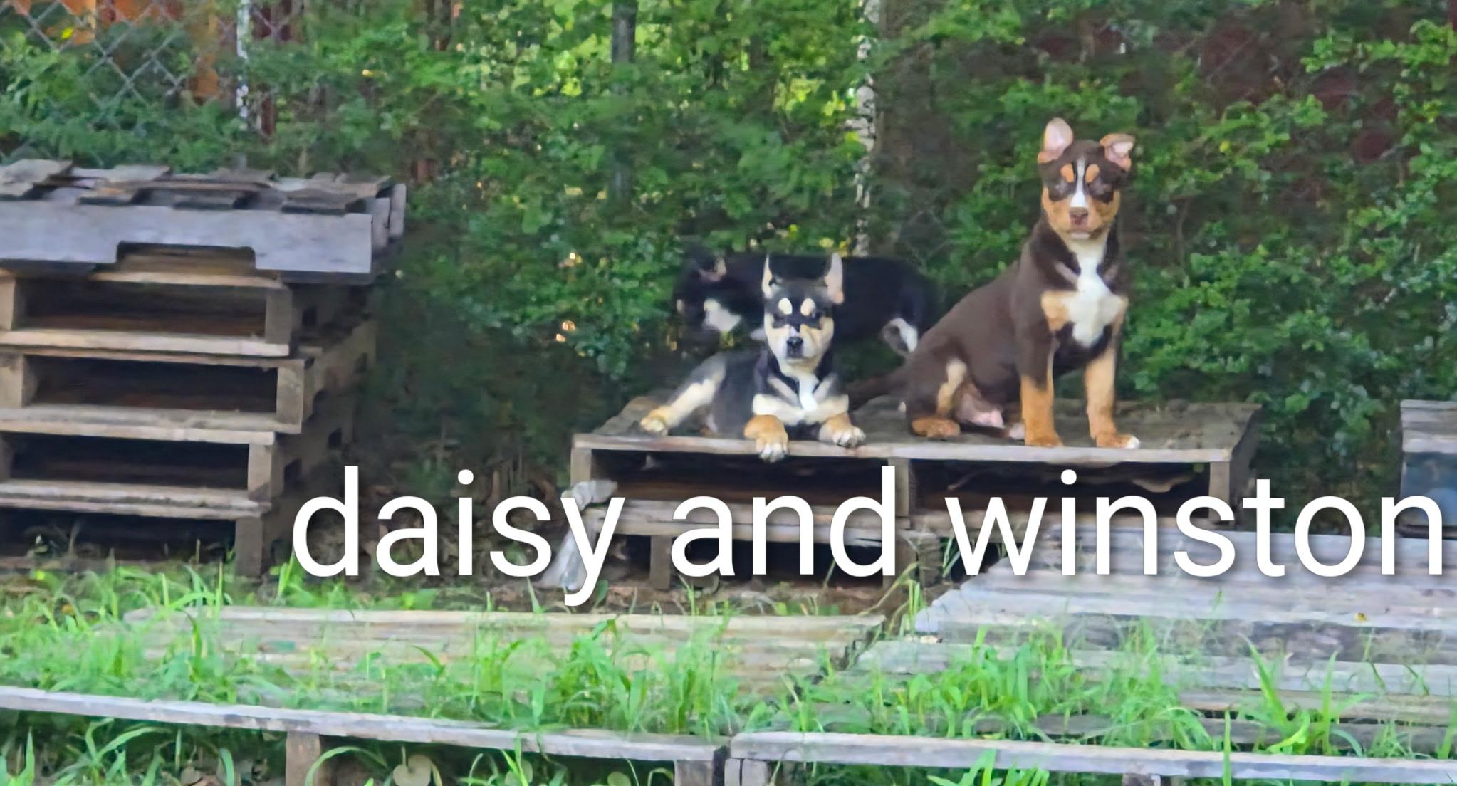 Enlarge Daisy, a ADOPTABLE mixed breed in Watertown, CT image 2/3