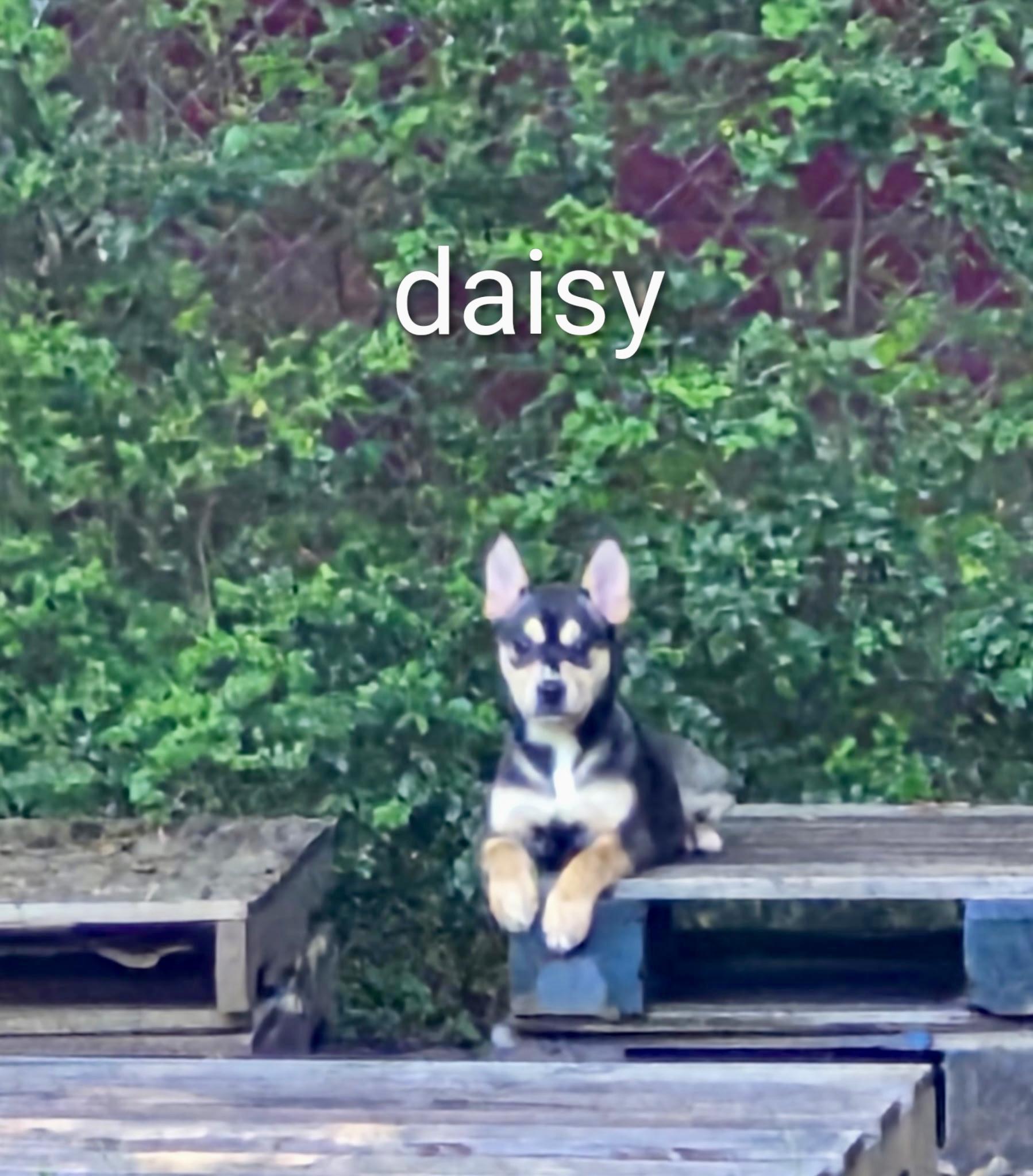 Daisy, ADOPTABLE, Puppy Female Australian Shepherd & Husky.