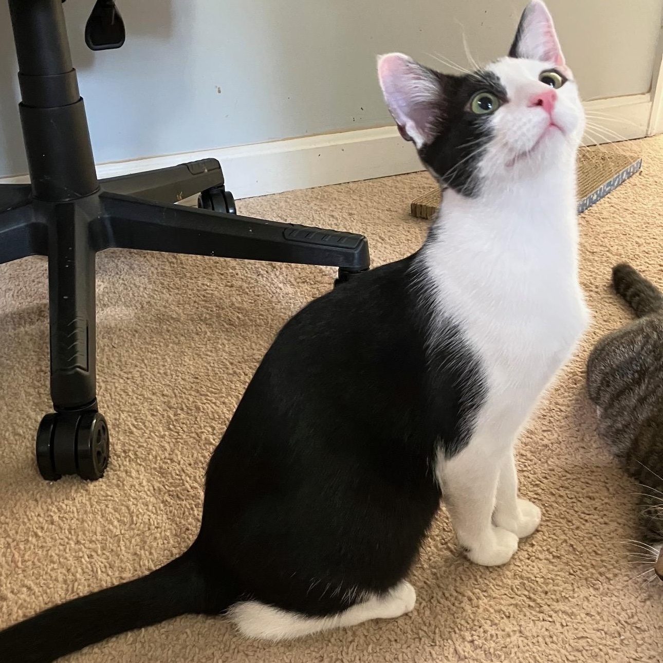 Enlarge Hugo, a Adoptable Domestic Short Hair in Stafford, VA image 5/6