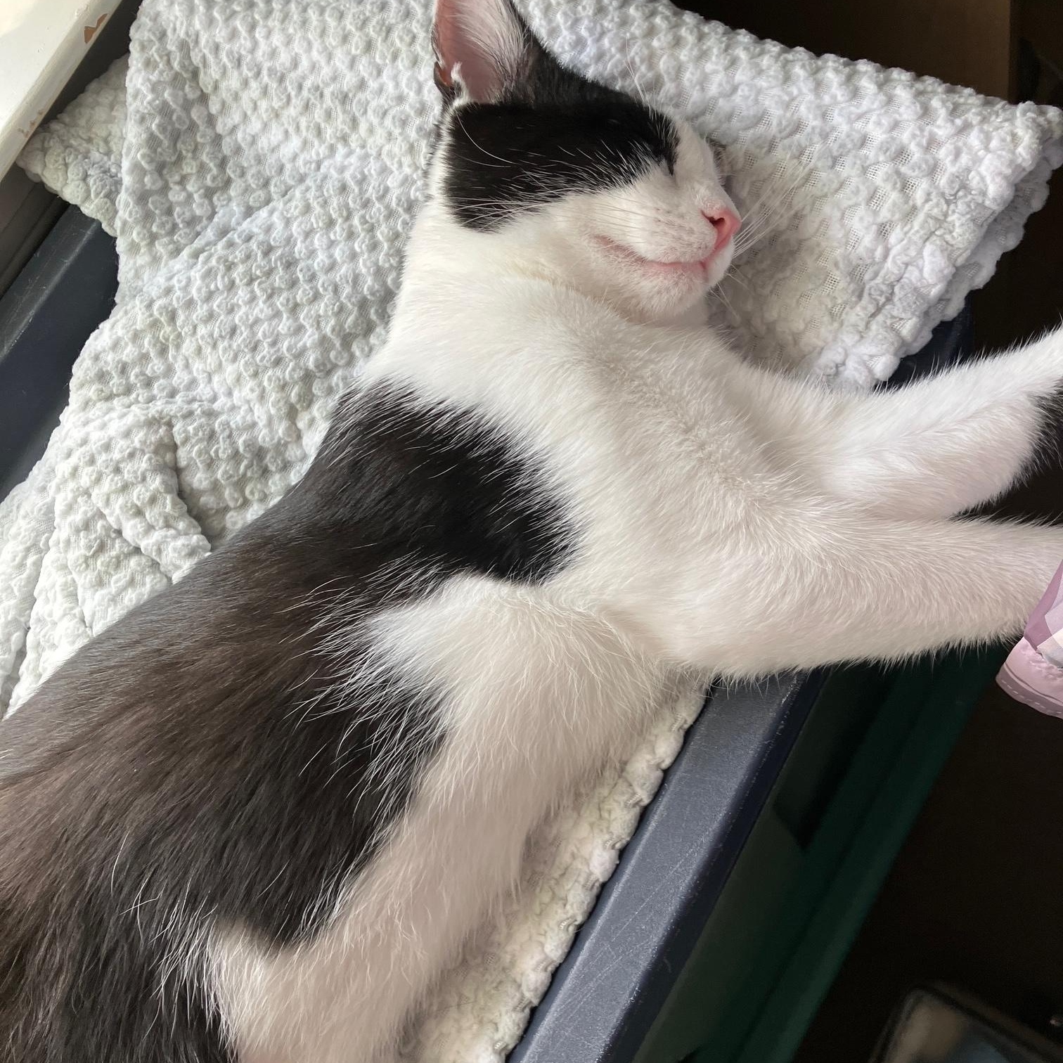 Enlarge Hugo, a Adoptable Domestic Short Hair in Stafford, VA image 2/6