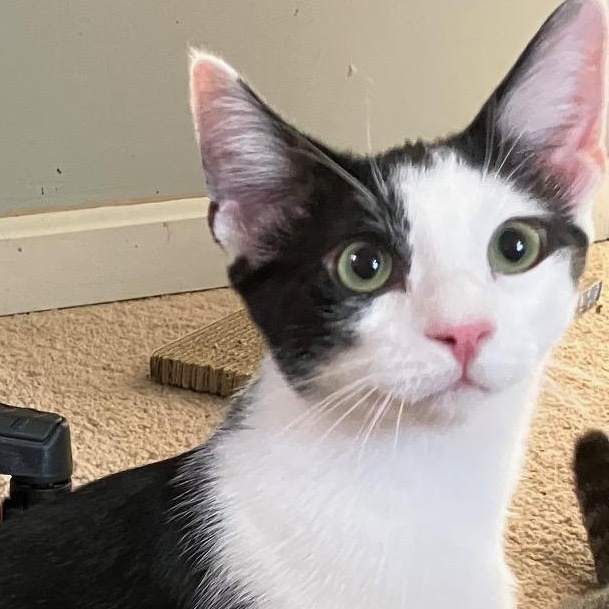 Enlarge Hugo, a Adoptable Domestic Short Hair in Stafford, VA image 1/6