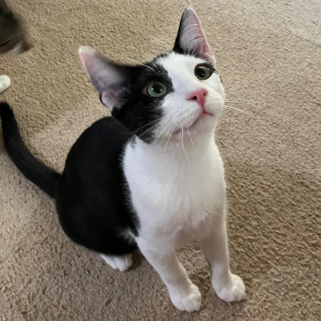 Hugo