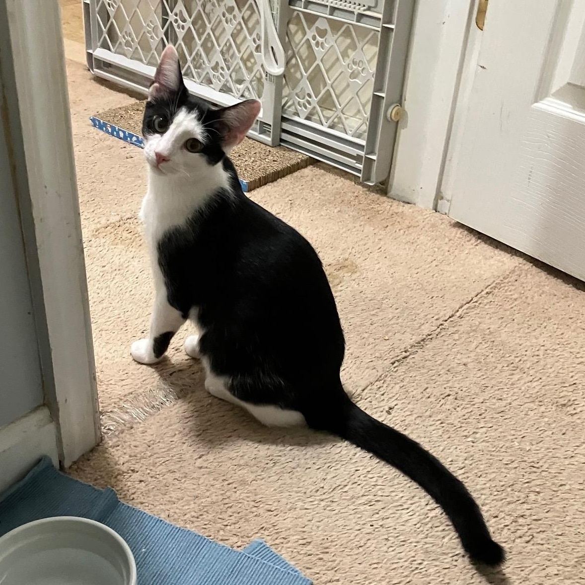 Enlarge Hugo, a Adoptable Domestic Short Hair in Stafford, VA image 3/6