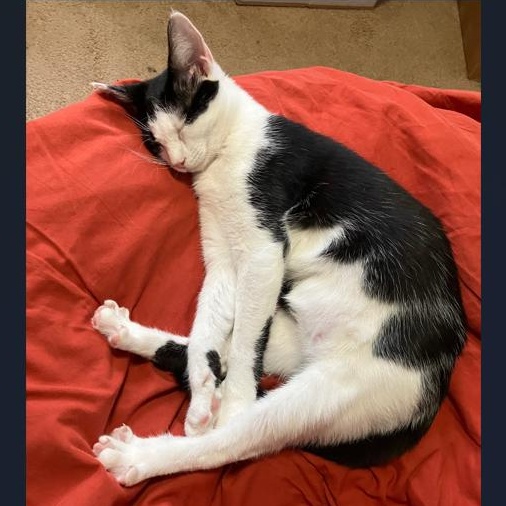 Enlarge Hugo, a Adoptable Domestic Short Hair in Stafford, VA image 6/6