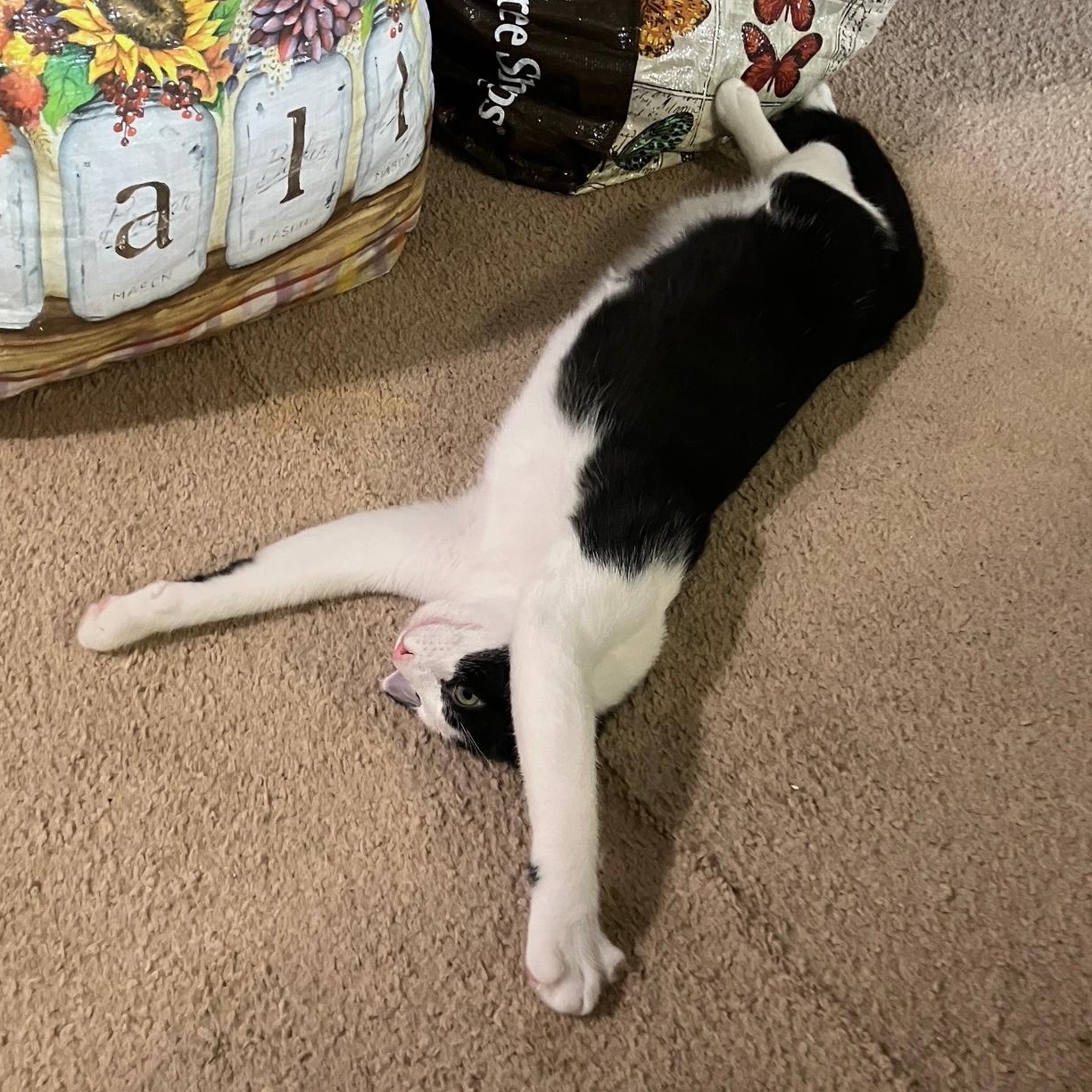 Enlarge Hugo, a Adoptable Domestic Short Hair in Stafford, VA image 4/6