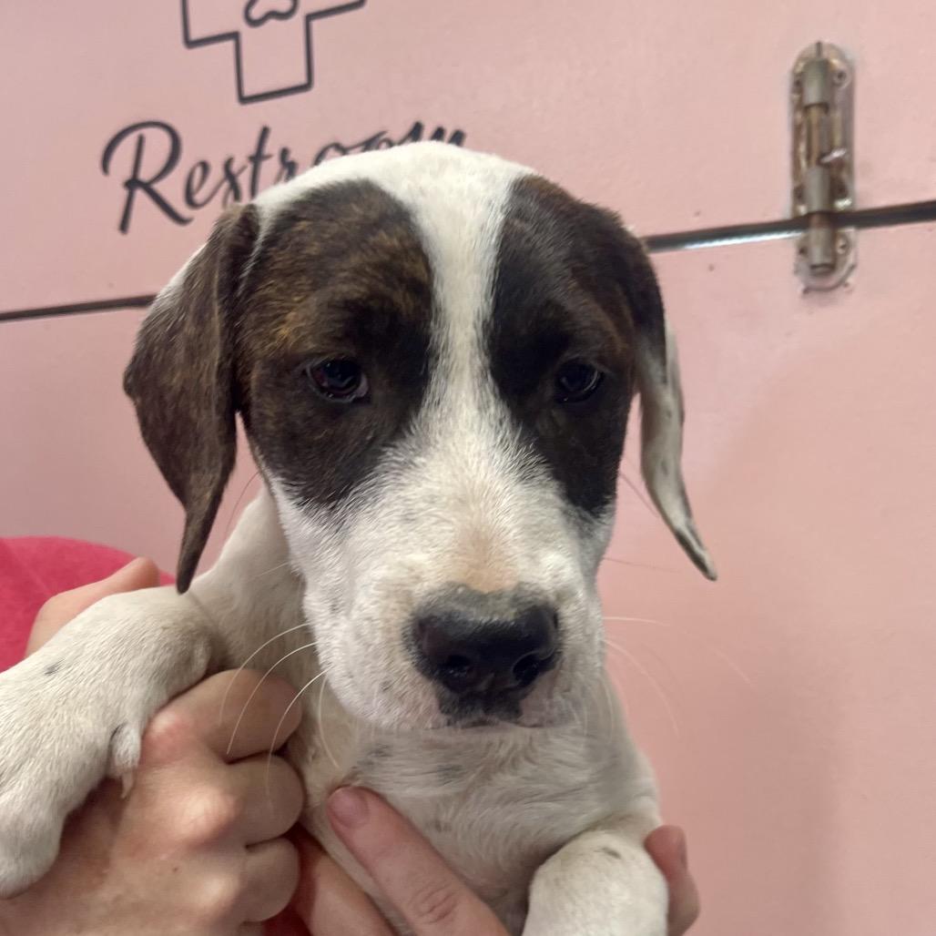 Enlarge (Vet ?) Pineapple, a Adoptable Mixed Breed in Huntsville, AR image 1/1
