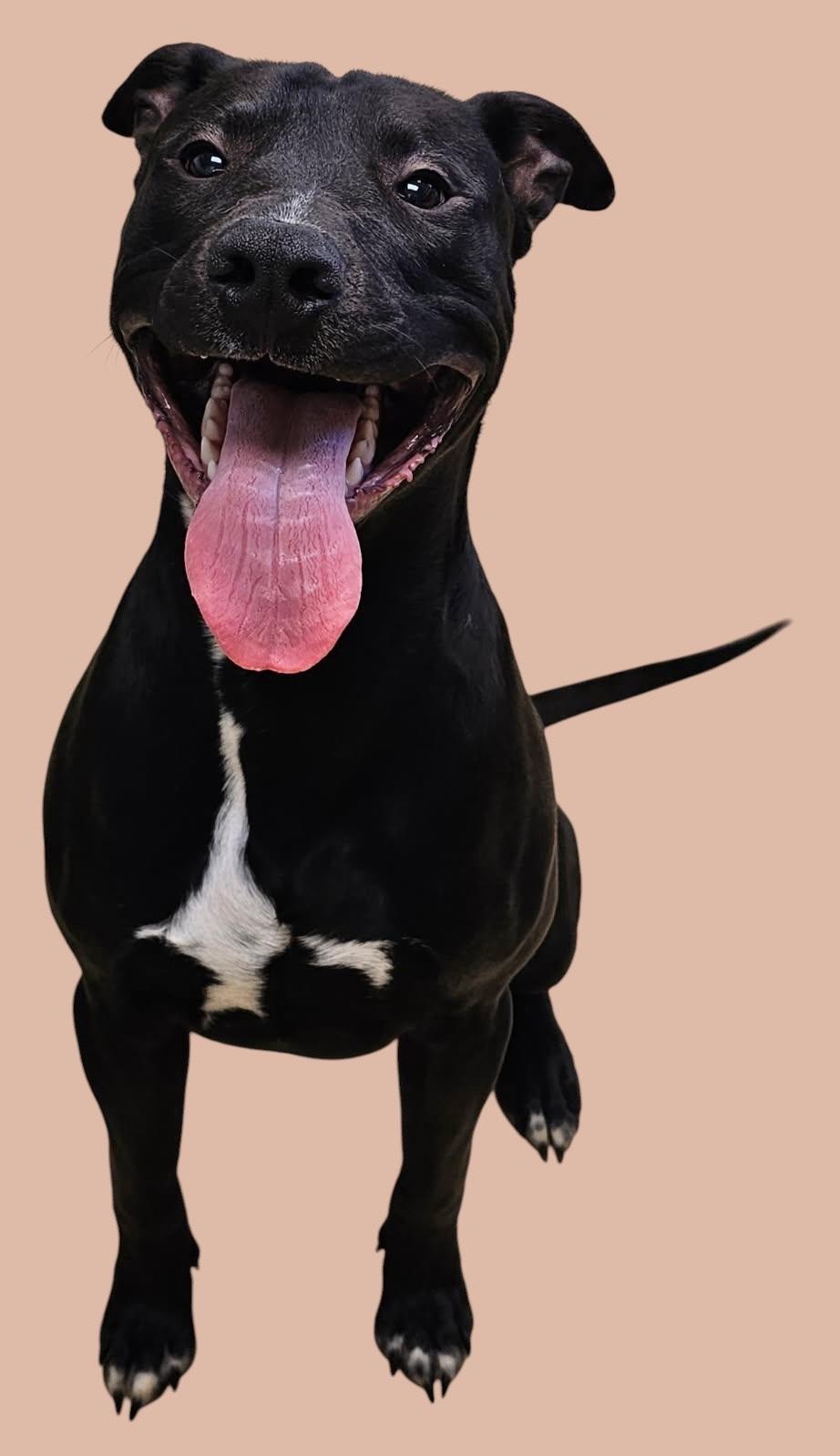 Enlarge Timon, a Adoptable mixed breed in New Castle, IN image 1/1