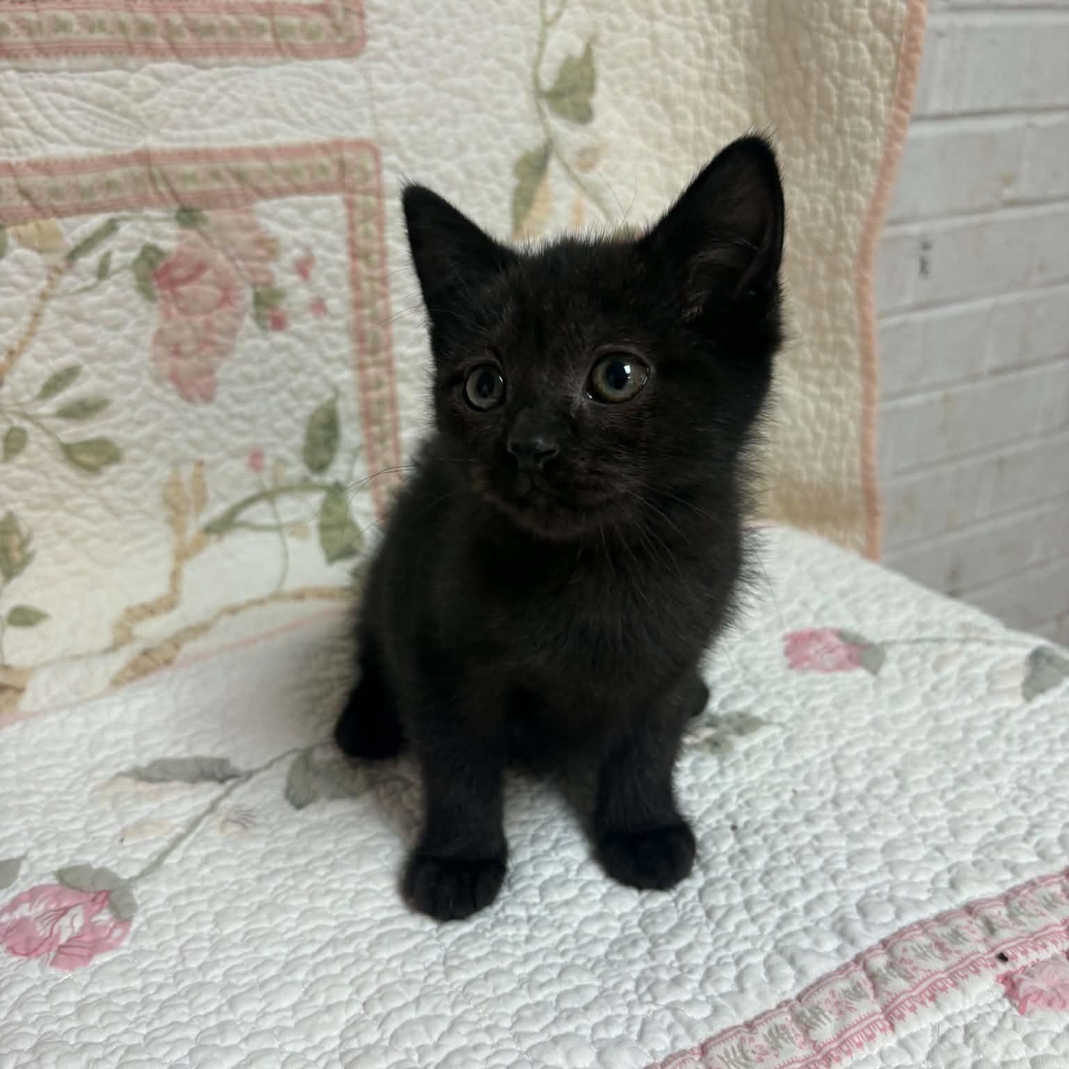 Enlarge Wednesday, a Adopted Domestic Short Hair in Waterloo, IA image 4/4