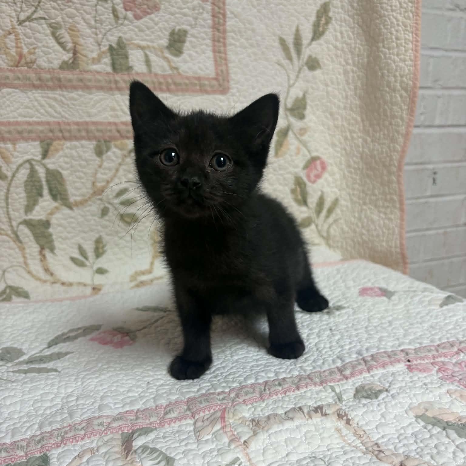Enlarge Wednesday, a Adopted Domestic Short Hair in Waterloo, IA image 2/4