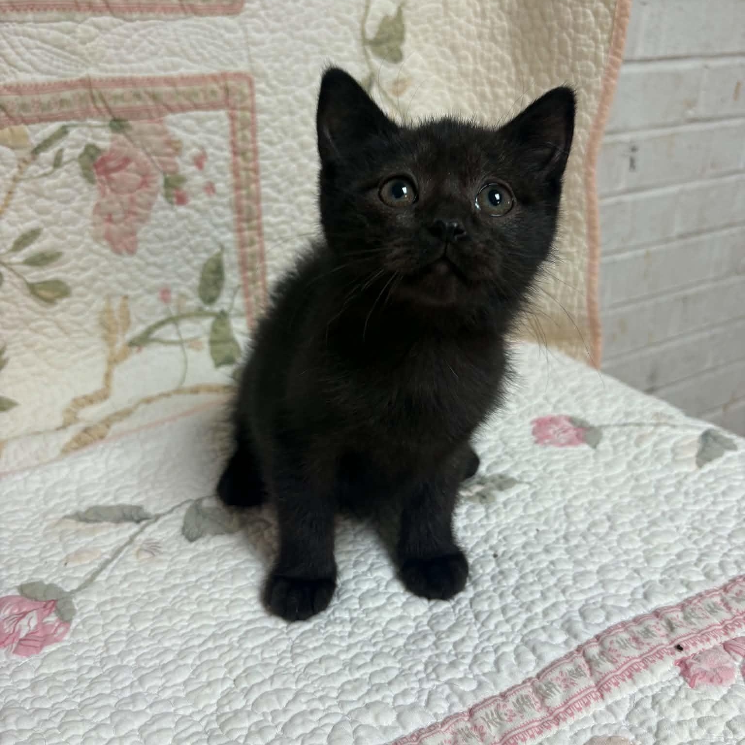 Enlarge Wednesday, a Adopted Domestic Short Hair in Waterloo, IA image 3/4