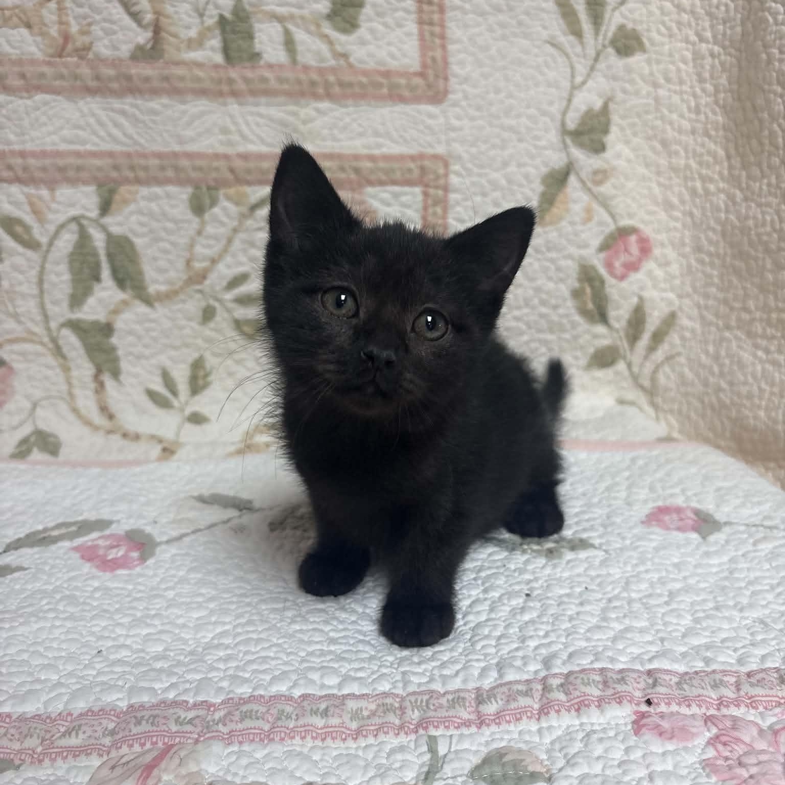 Wednesday, Adopted, Kitten Female Domestic Short Hair.