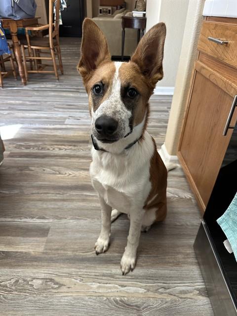 RADLEY, Adoptable, Young Male Australian Cattle Dog / Blue Heeler & German Shepherd Dog.
