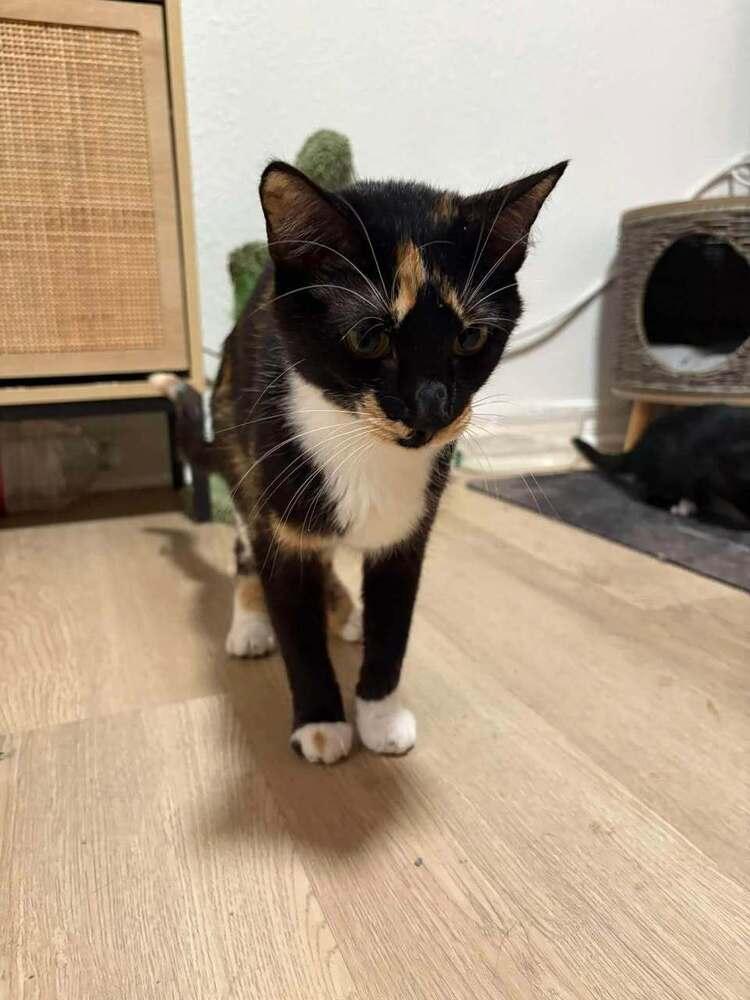 Mosaic (Artsy Fartsy Bunch), a Adoptable Domestic Short Hair in Blanchard, OK image 2/4