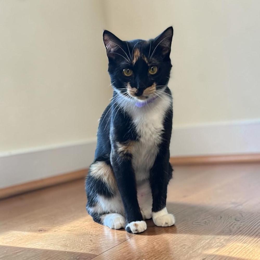 Mosaic (Artsy Fartsy Bunch), a Adoptable Domestic Short Hair in Blanchard, OK image 3/4