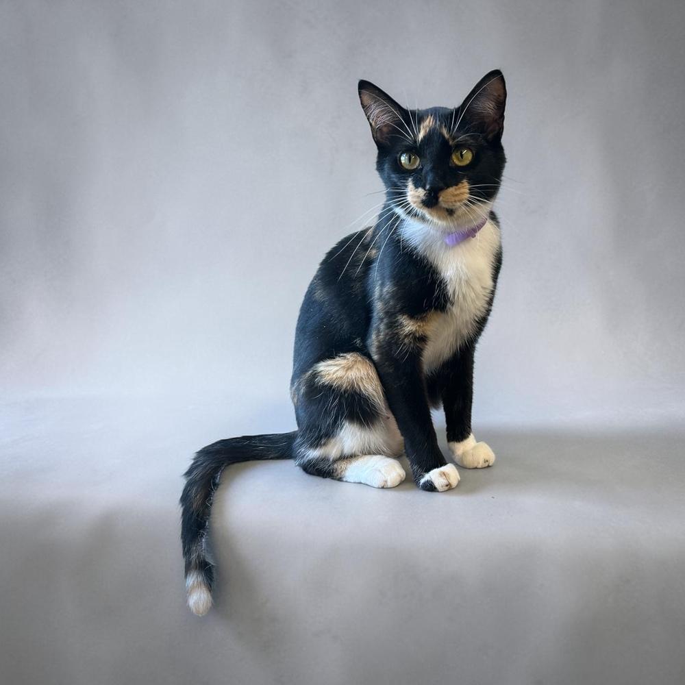 Mosaic (Artsy Fartsy Bunch), a Adoptable Domestic Short Hair in Blanchard, OK image 4/4
