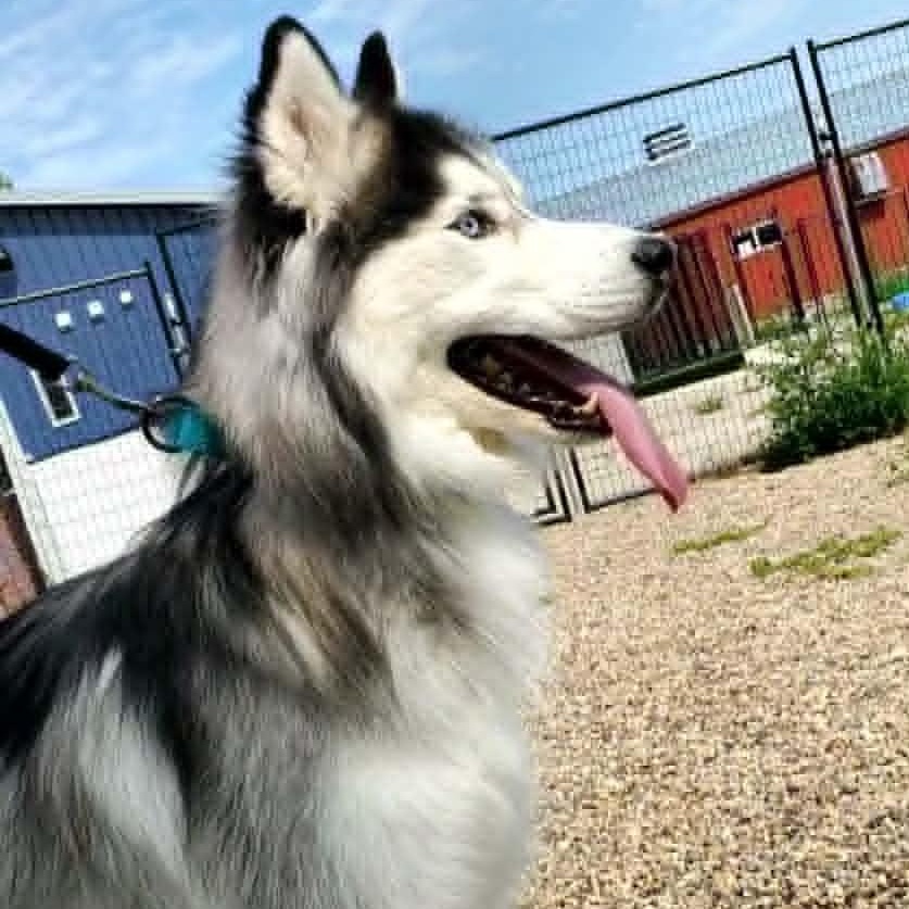 Enlarge Oakley, a ADOPTABLE Siberian Husky in Hutchinson, MN image 1/4