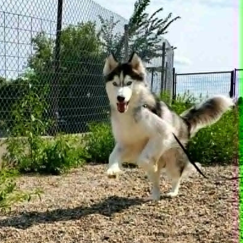 Enlarge Oakley, a ADOPTABLE Siberian Husky in Hutchinson, MN image 2/4