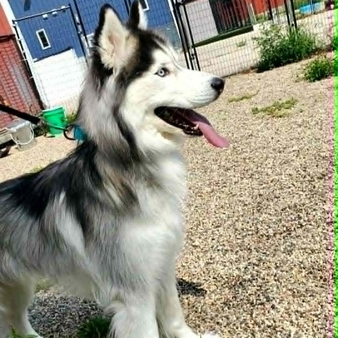 Enlarge Oakley, a ADOPTABLE Siberian Husky in Hutchinson, MN image 3/4