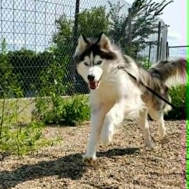 Enlarge Oakley, a ADOPTABLE Siberian Husky in Hutchinson, MN image 4/4