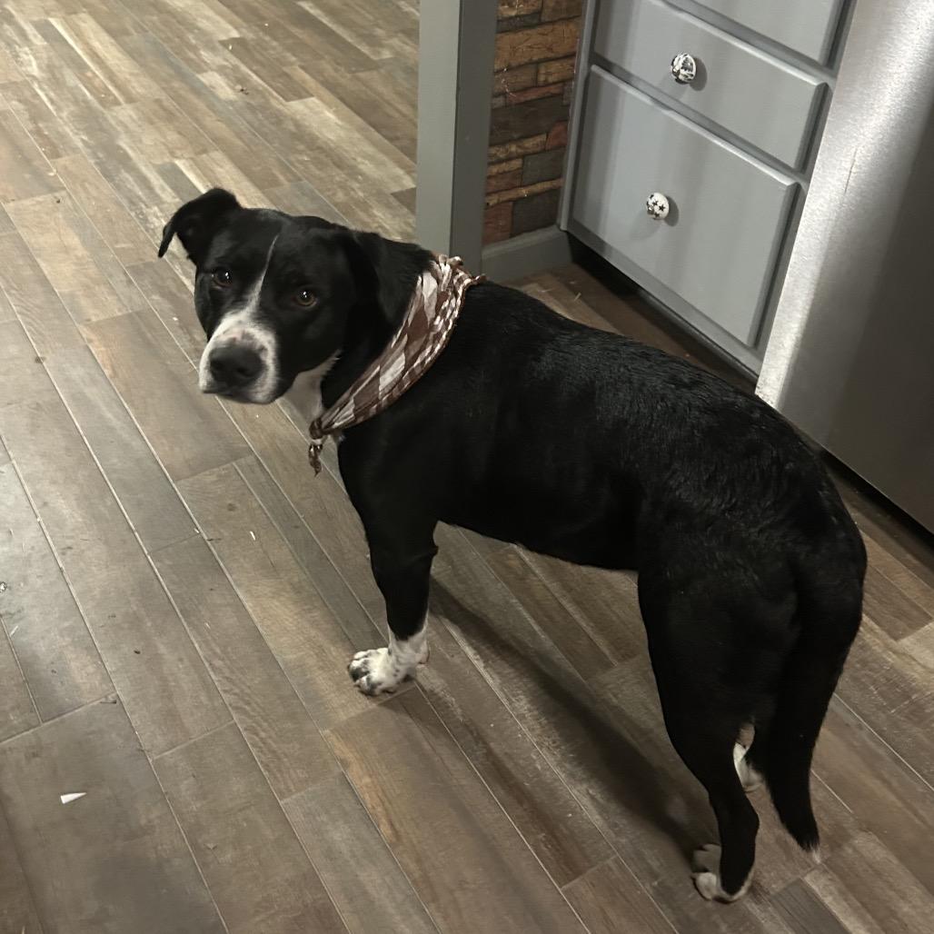 Enlarge Astro, a Adoptable mixed breed in Hohenwald, TN image 1/6