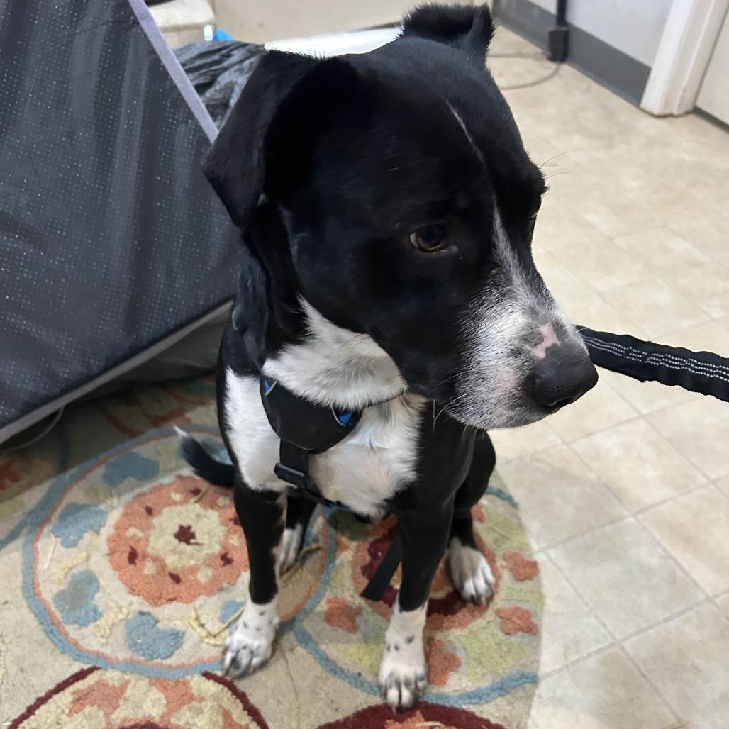 Enlarge Astro, a Adoptable mixed breed in Hohenwald, TN image 2/6