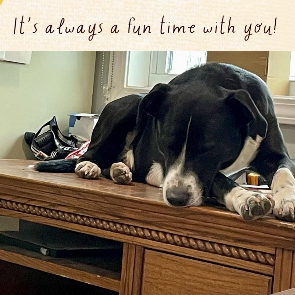 Enlarge Astro, a Adoptable mixed breed in Hohenwald, TN image 3/6