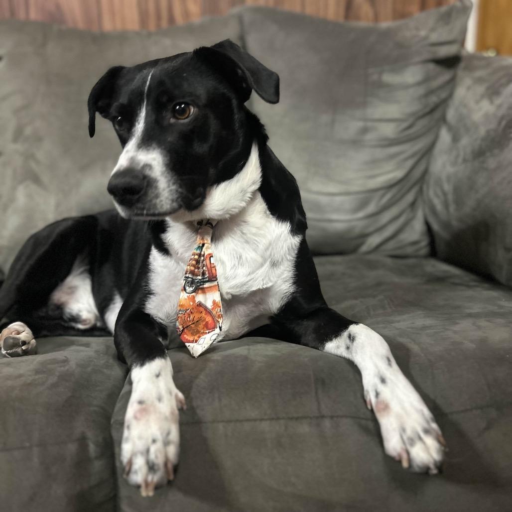 Enlarge Astro, a Adoptable mixed breed in Hohenwald, TN image 4/6