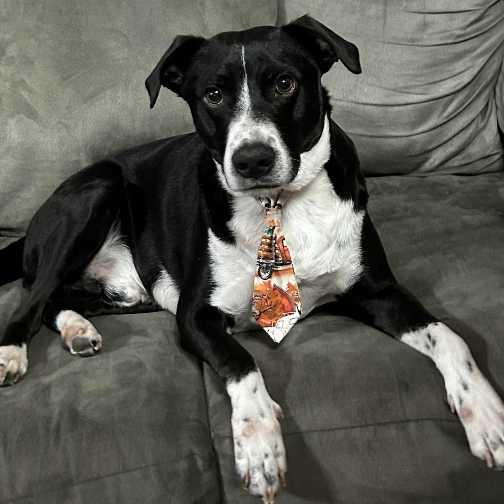 Enlarge Astro, a Adoptable mixed breed in Hohenwald, TN image 5/6