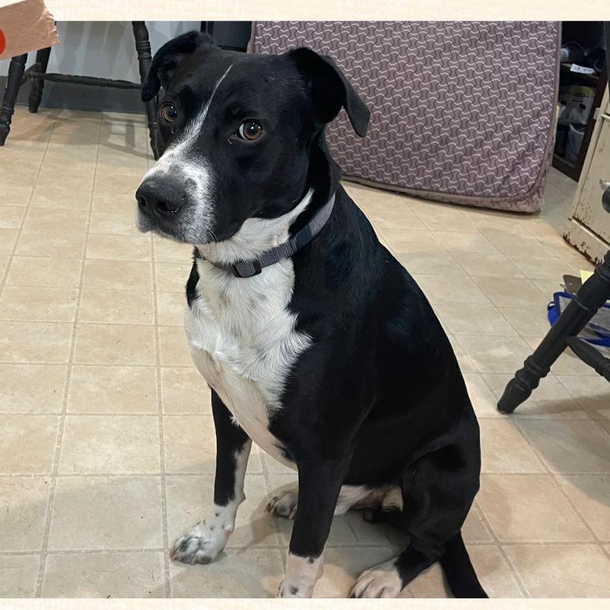 Enlarge Astro, a Adoptable mixed breed in Hohenwald, TN image 6/6