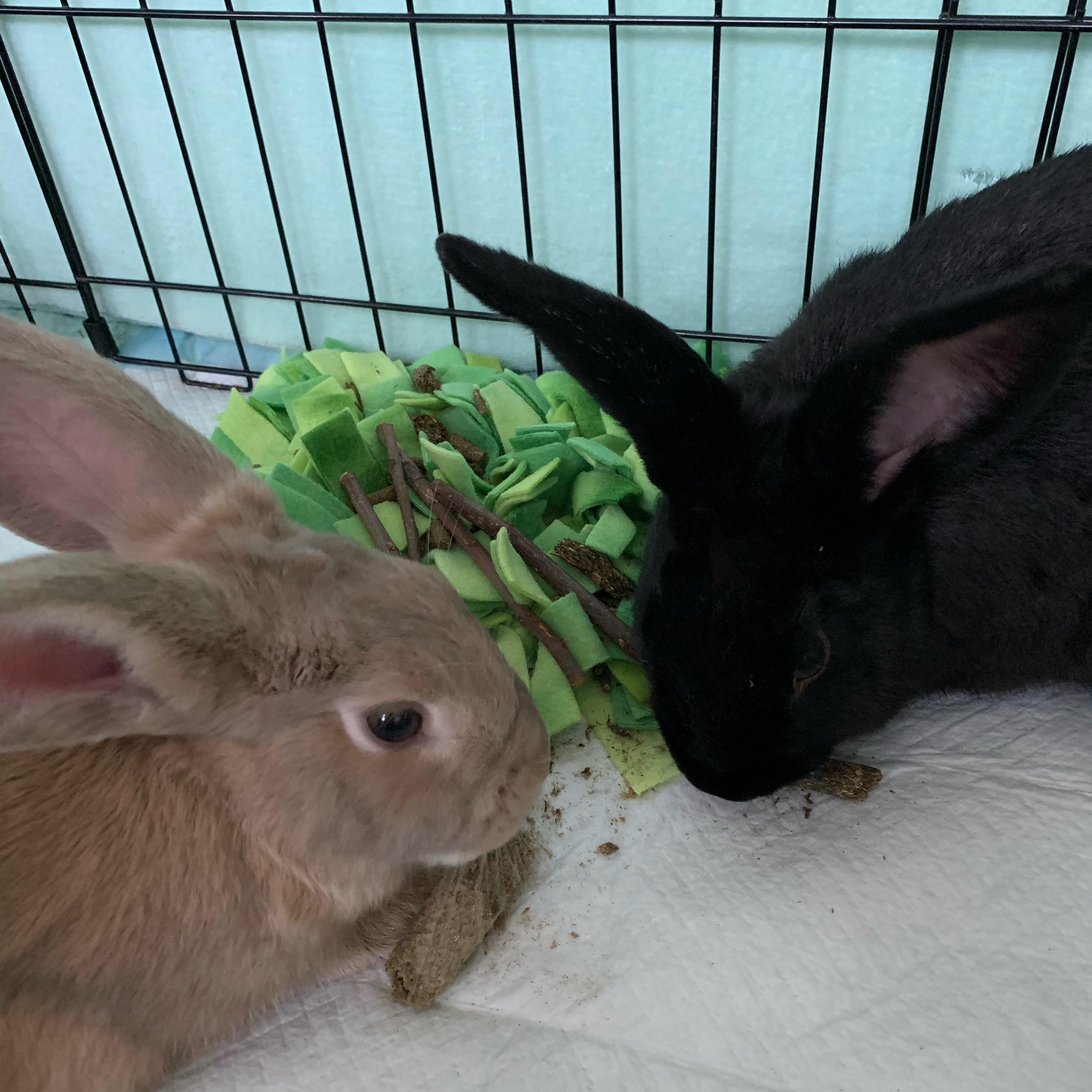 Biscotti (brown) & Canolli (black), Adopted, Young Male American.