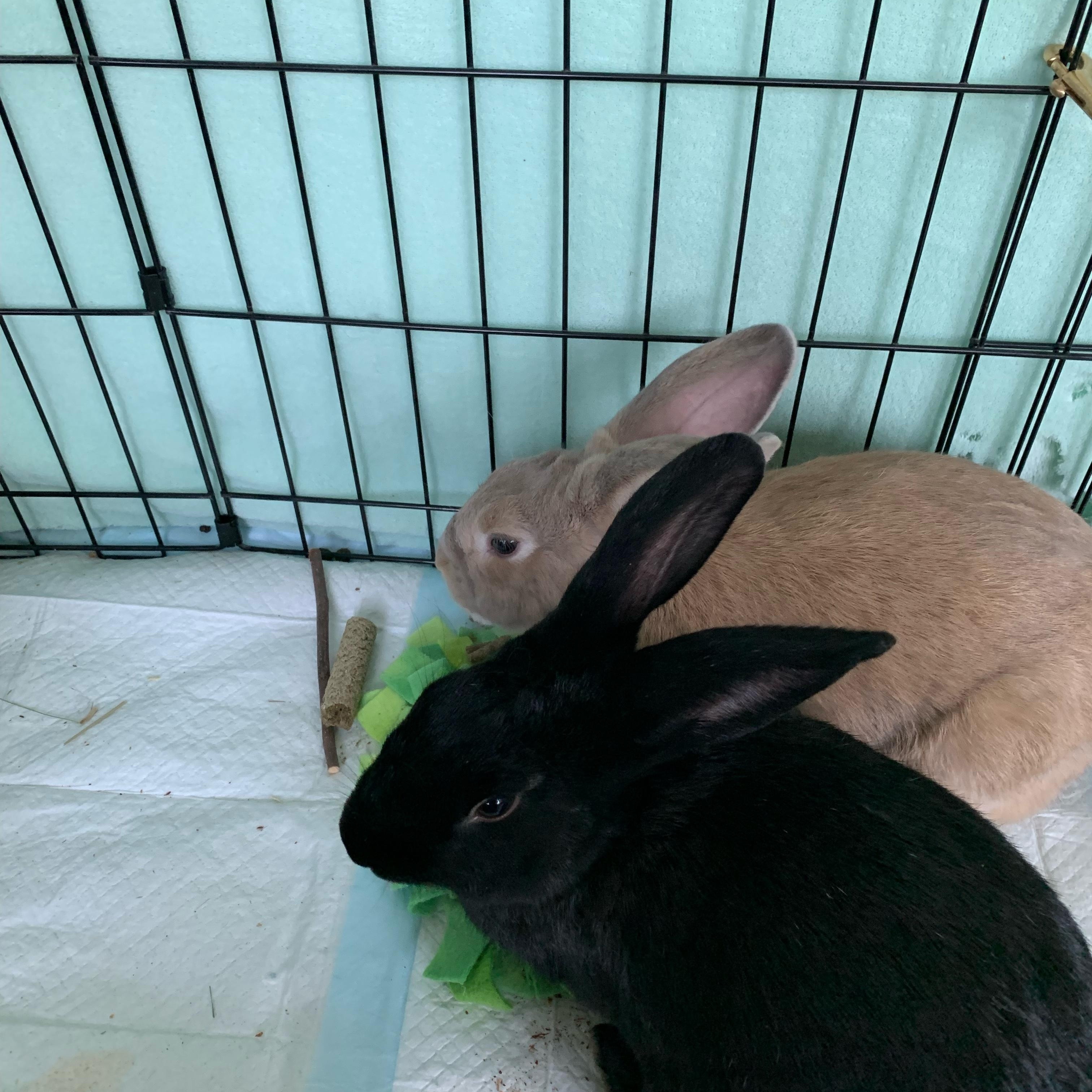 Enlarge Biscotti (brown) & Canolli (black), a Adopted American in Greenville, SC image 4/5