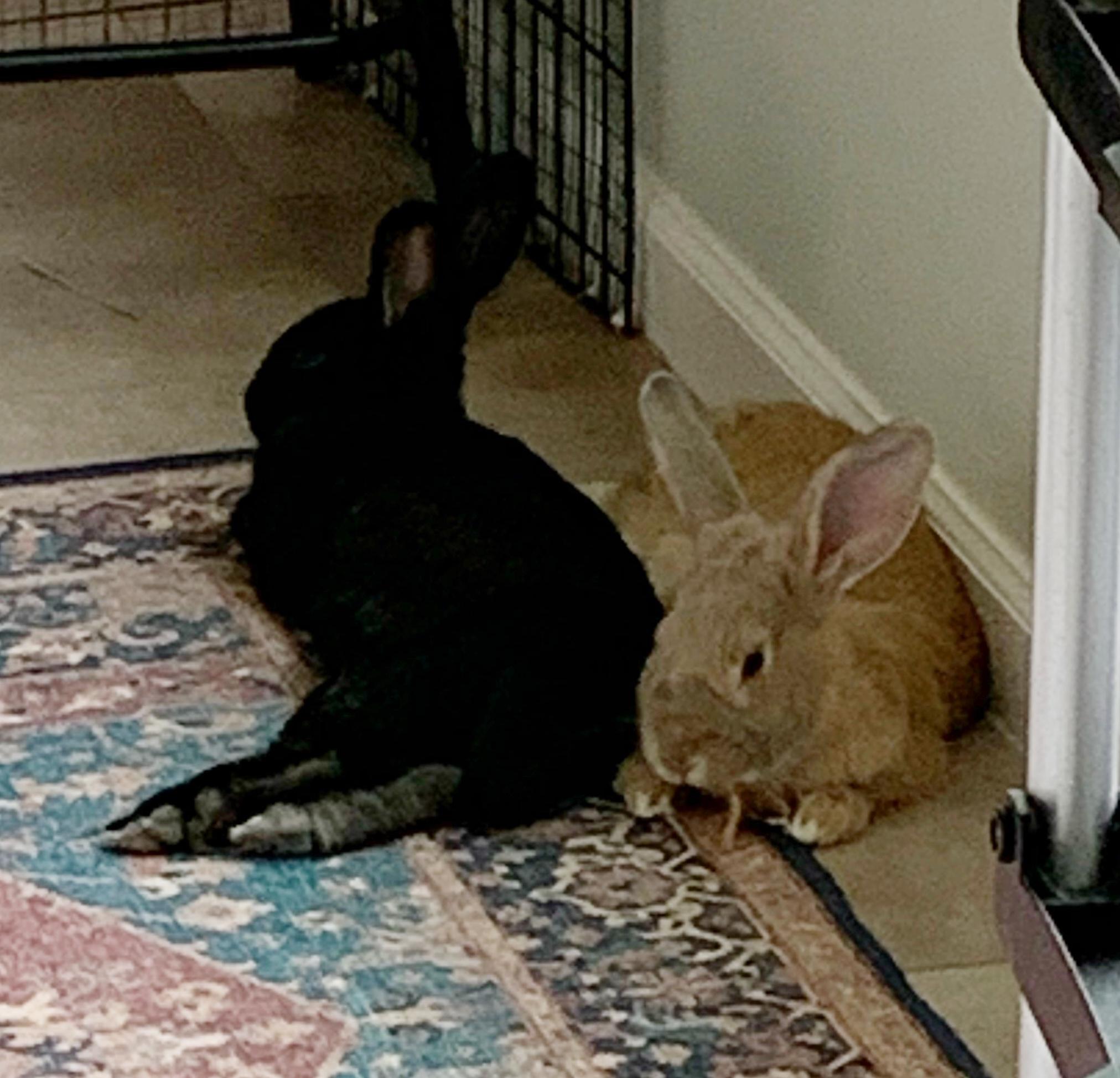 Enlarge Biscotti (brown) & Canolli (black), a Adopted American in Greenville, SC image 3/5