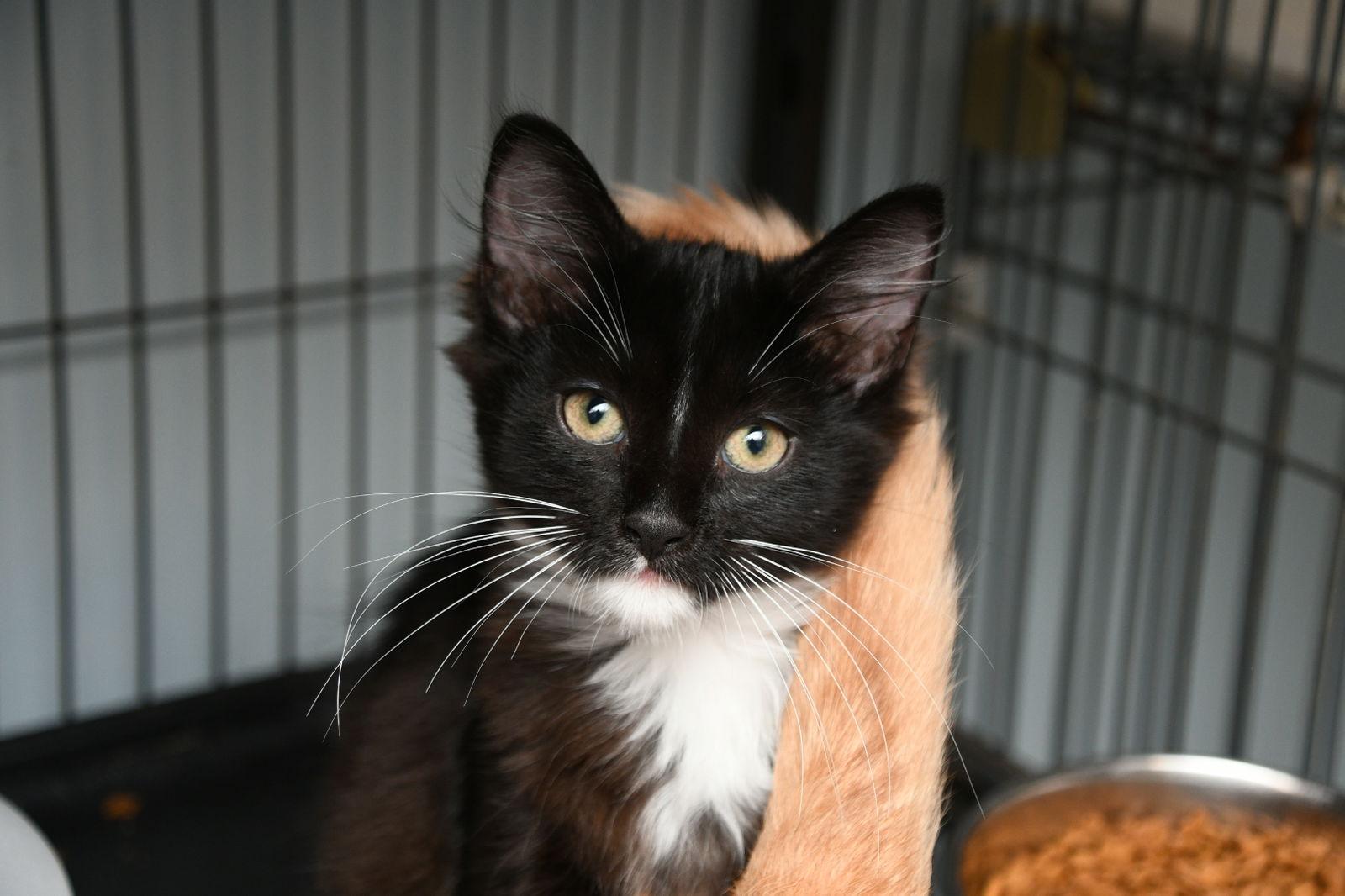 Samantha, a Adopted Domestic Long Hair in Naples, FL image 1/3