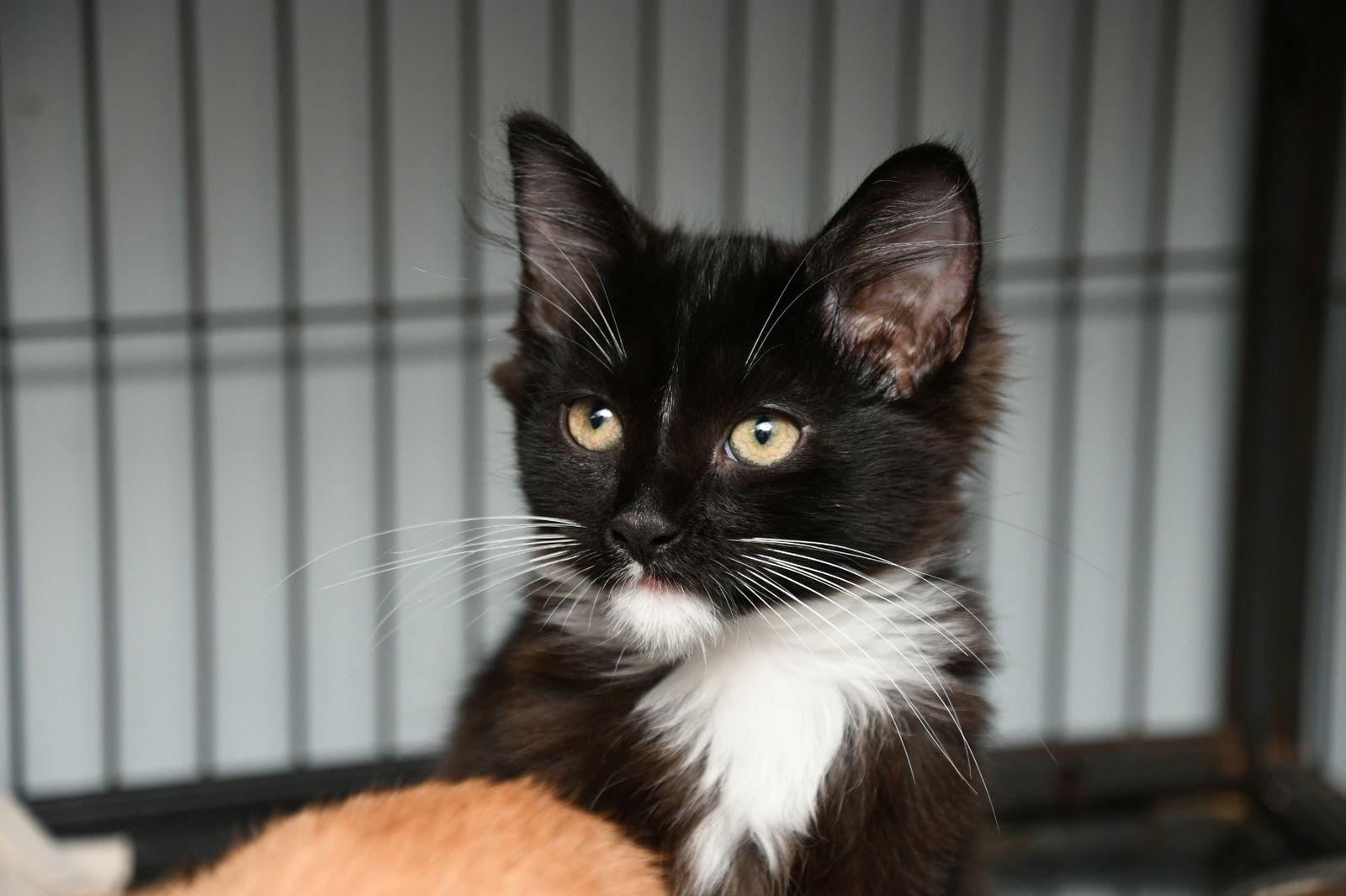Samantha, a Adopted Domestic Long Hair in Naples, FL image 2/3