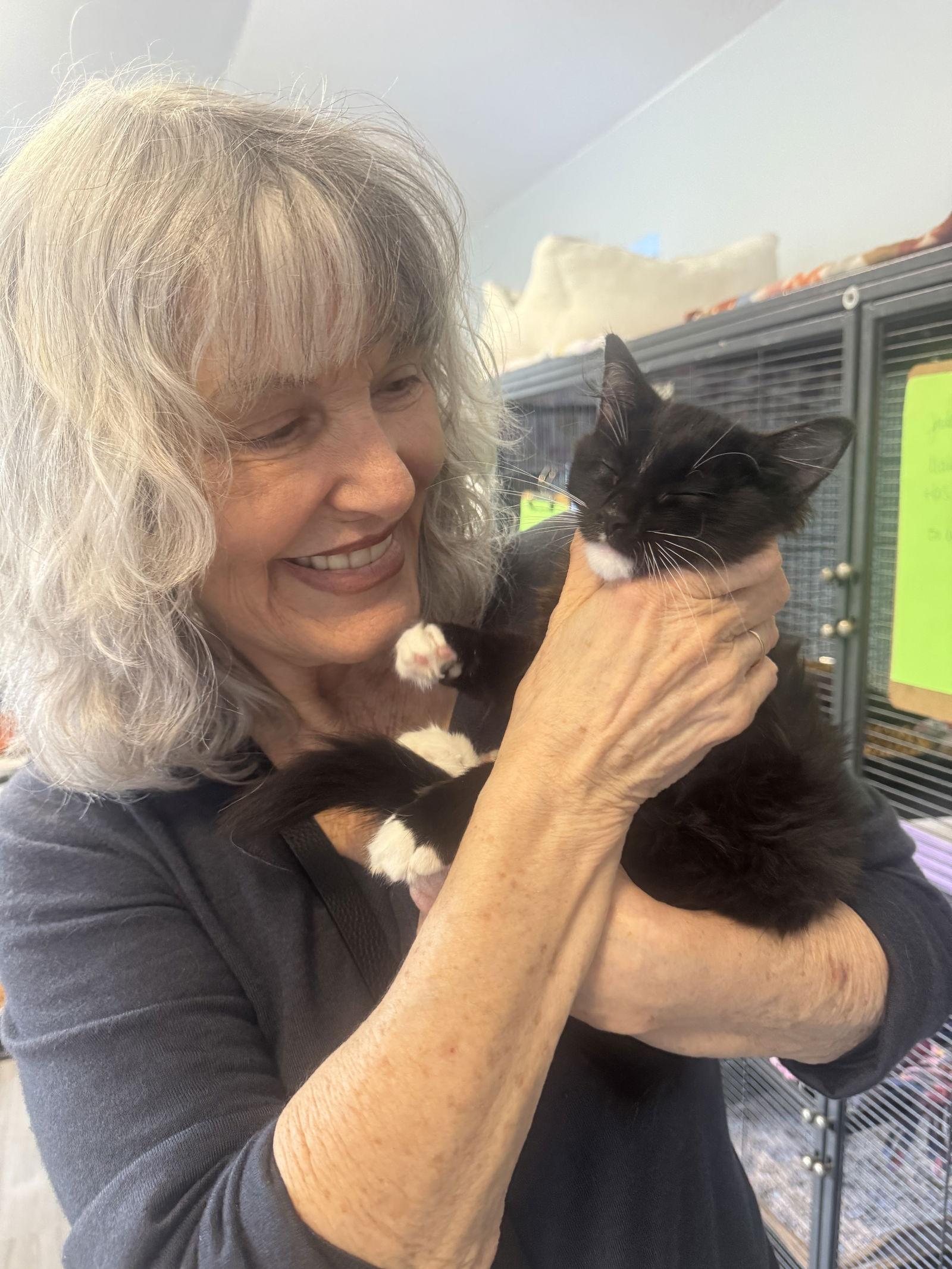 Samantha, a Adopted Domestic Long Hair in Naples, FL image 3/3