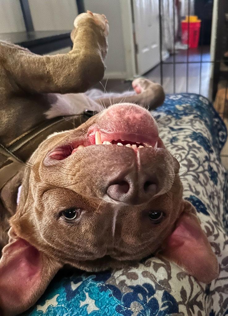 Monty, a ADOPTABLE Pit Bull Terrier in Bowie, MD image 4/6