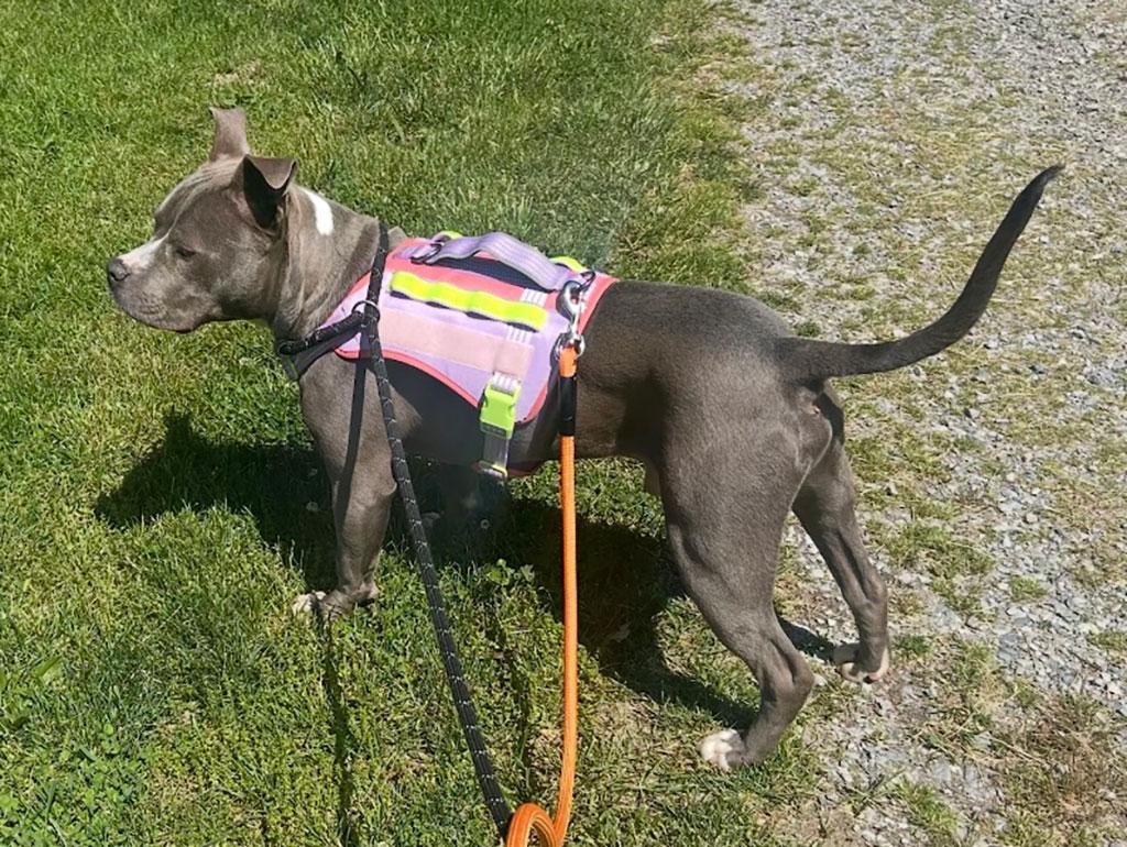 Monty, a ADOPTABLE Pit Bull Terrier in Bowie, MD image 6/6