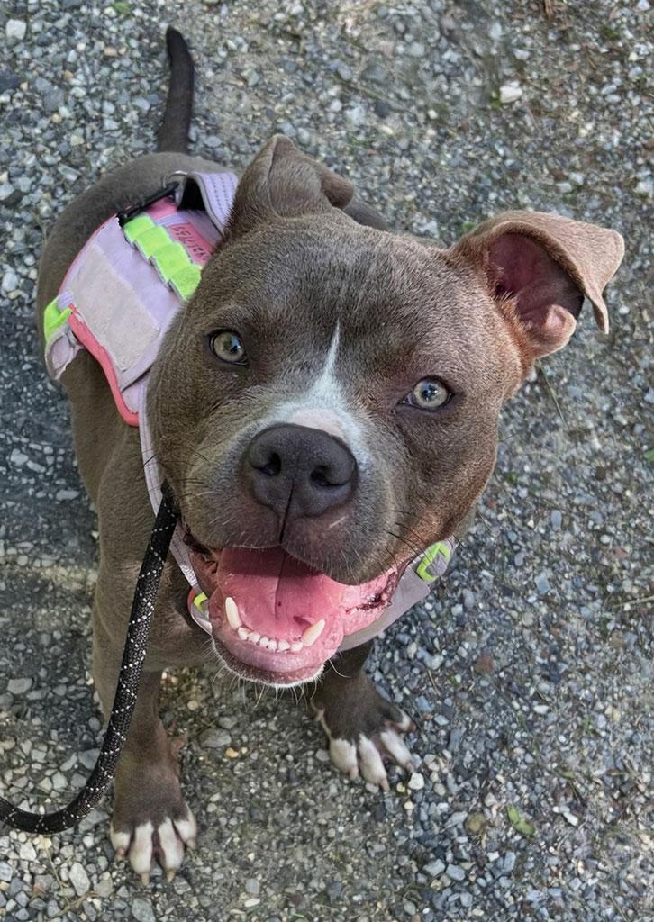 Monty, a ADOPTABLE Pit Bull Terrier in Bowie, MD image 1/6