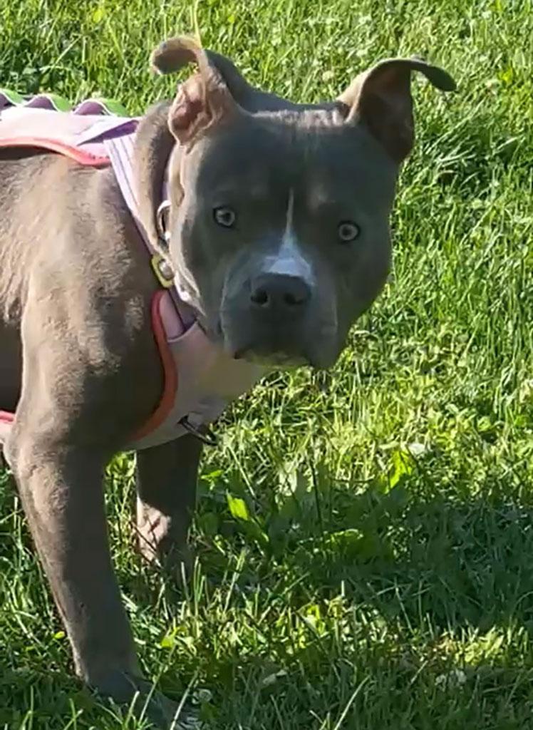 Monty, a ADOPTABLE Pit Bull Terrier in Bowie, MD image 5/6