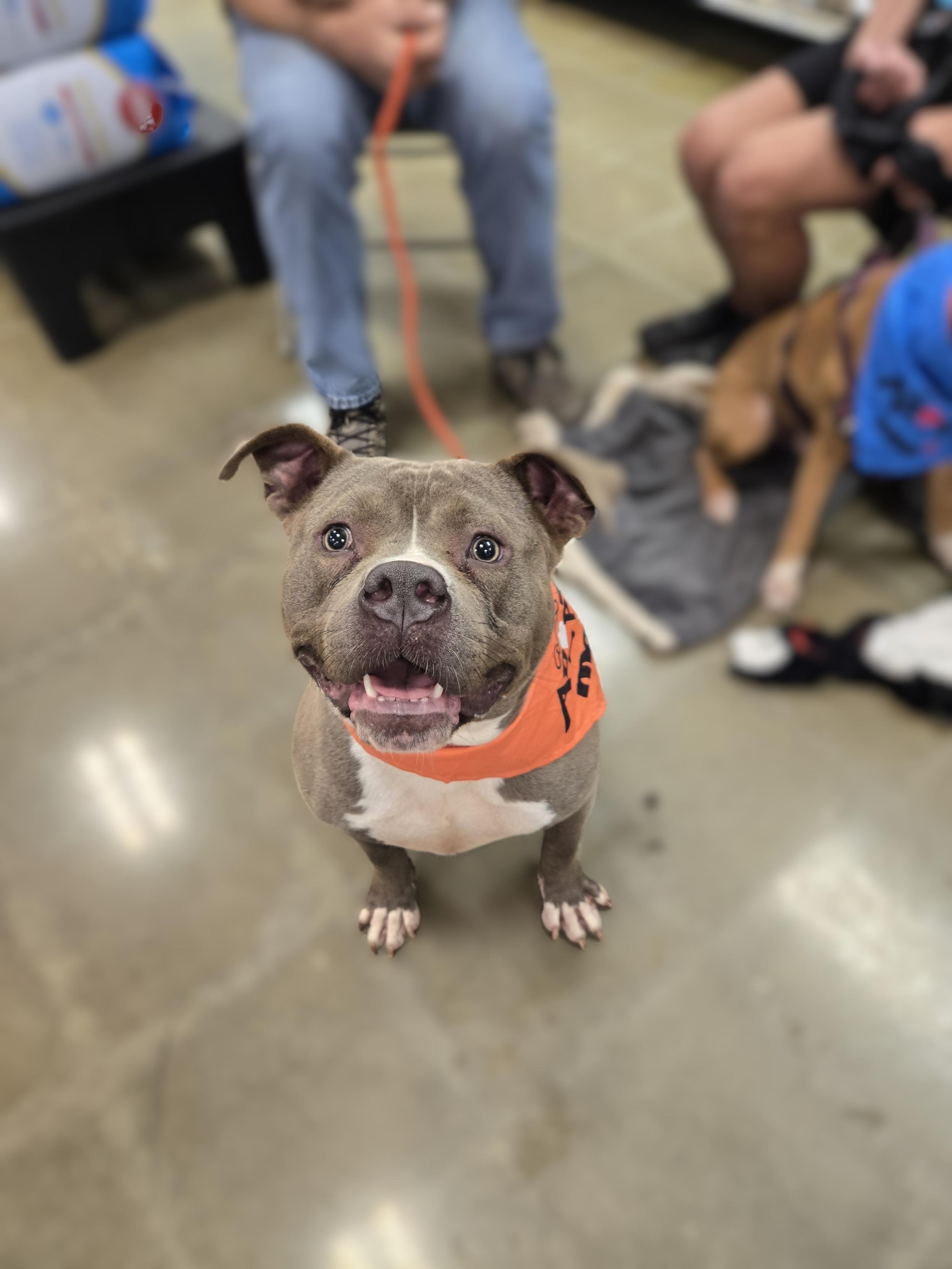 Enlarge Monty, a Adoptable mixed breed in Bowie, MD image 1/6
