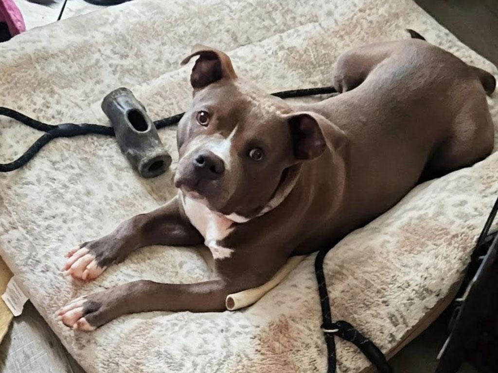 Monty, a ADOPTABLE Pit Bull Terrier in Bowie, MD image 2/6